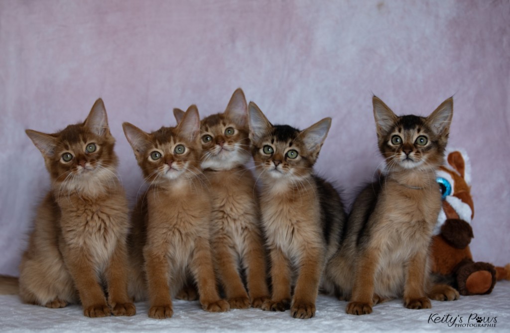 Aveline-Nala, Amandine Aum, After-Eight Minty , Azuki-Māui, Amaretto-Aegon 2 Mois