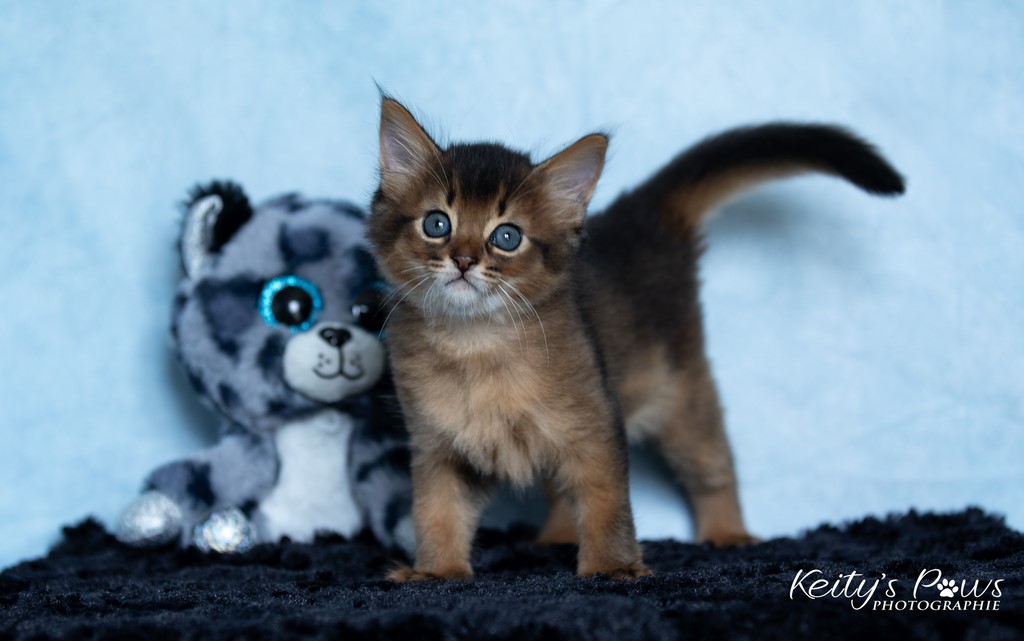 Yôkaï  "Sekiro"   1 Mois