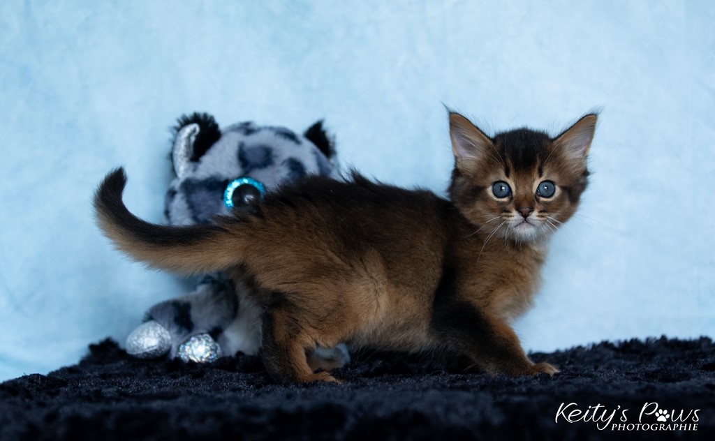 Yôkaï  "Sekiro"   1 Mois