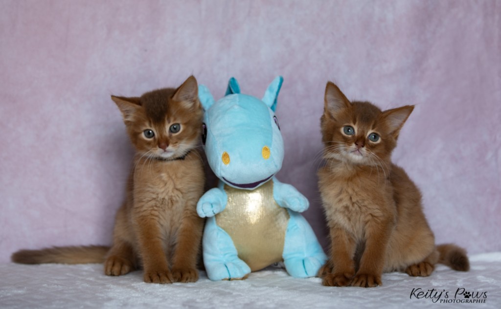 Ashka-Ayrton  & Asthur-Achille 1 Mois