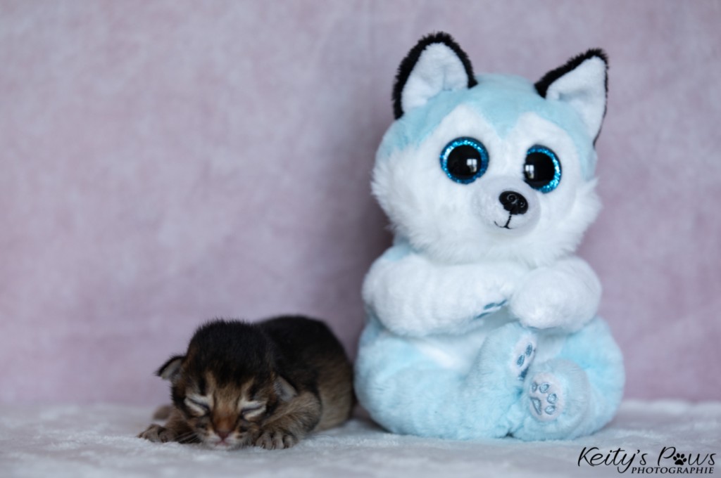 Athor-Mapel  1 Semaine