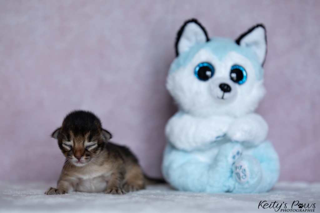 Athor-Mapel  1 Semaine