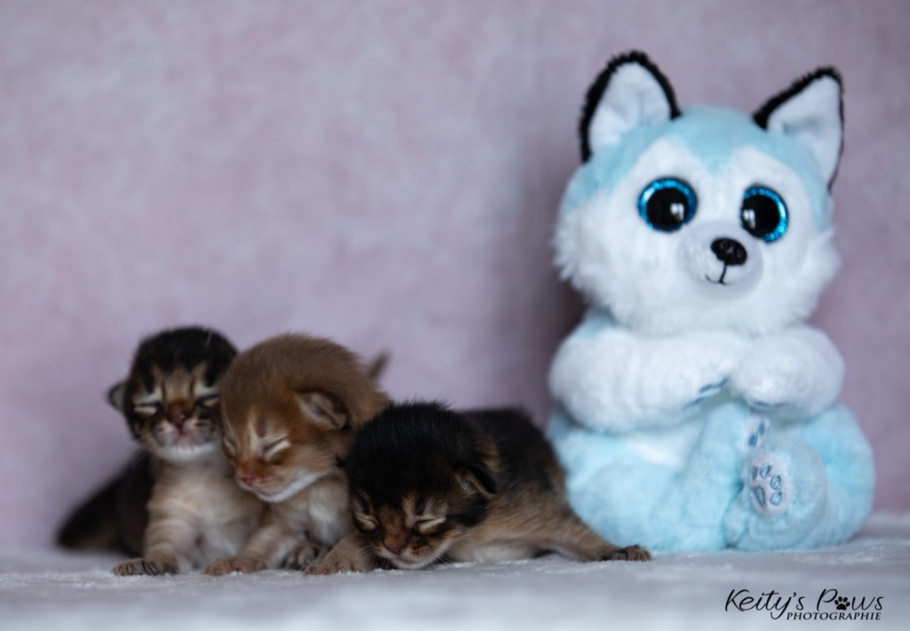 Athena-Abigail & Athor-Mapel & Aurora-Aimy 1 Semaine