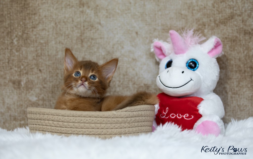  Zenkō "Teto"  1 Mois