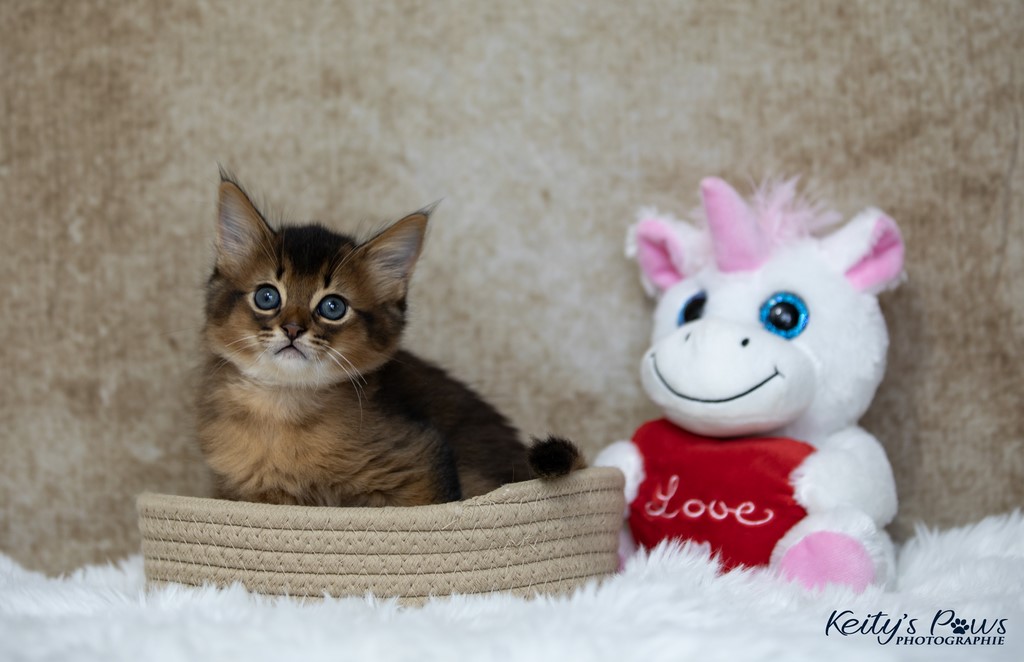 Yôkaï  "Sekiro"  1 Mois