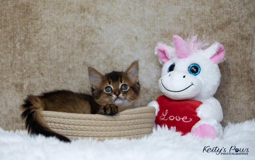 Yôkaï  "Sekiro"  1 Mois