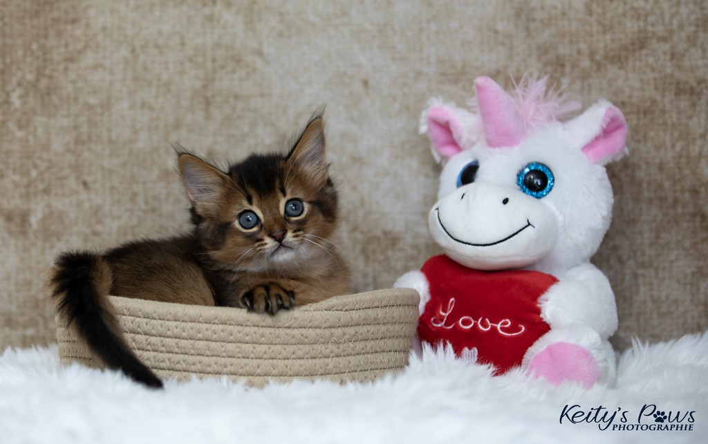 Yôkaï  "Sekiro"  1 Mois