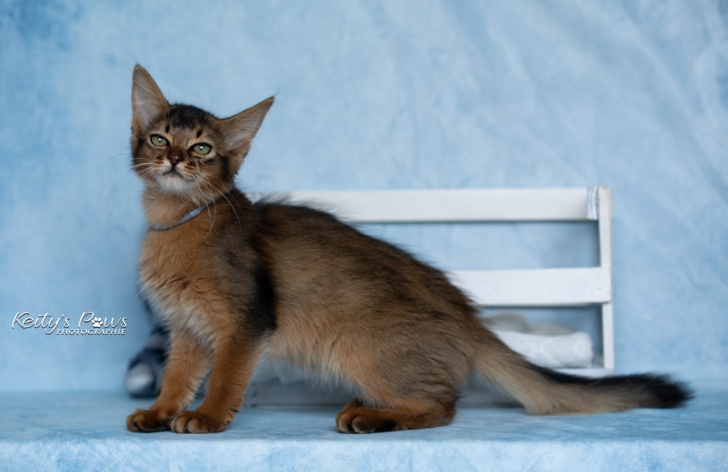 Amaretto Aegon 3 Mois