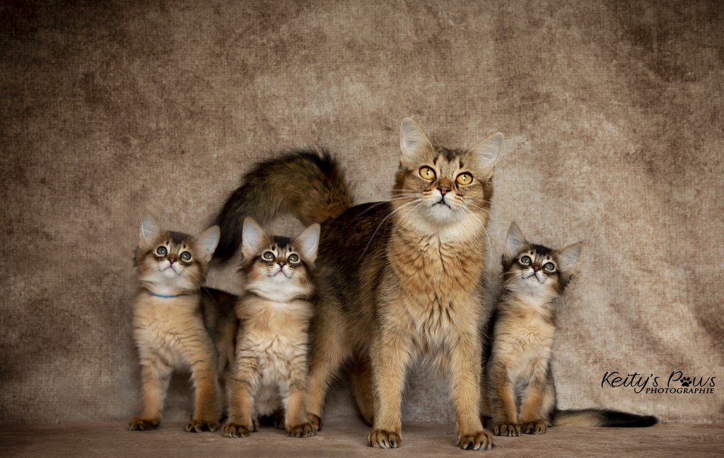 3 Ans avec ses chatons