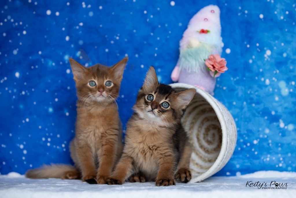 Yôkaï  "Sekiro" &  Zenkō "Teto"  1 Mois