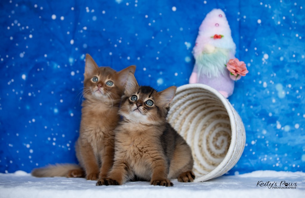 Yôkaï  "Sekiro" &  Zenkō "Teto"  1 Mois