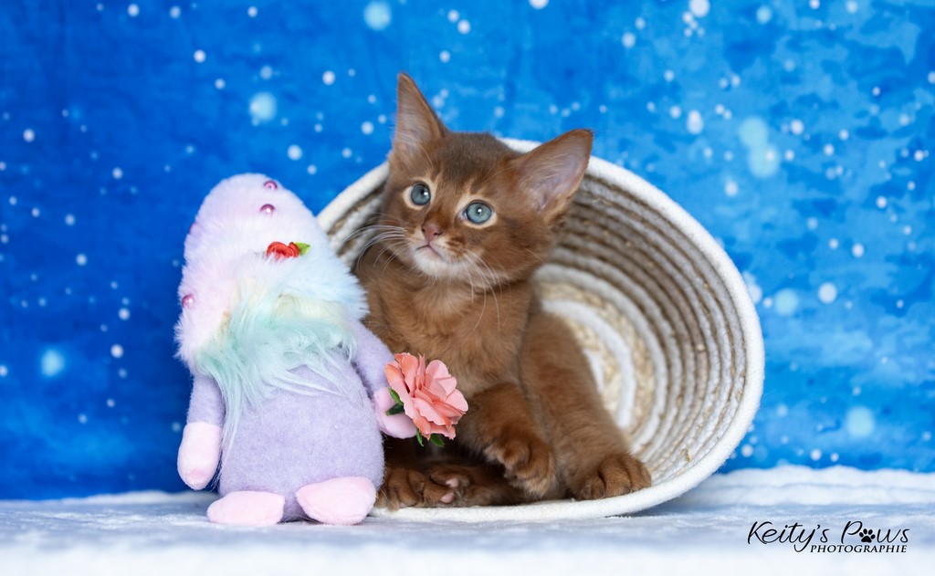  Zenkō "Teto"  1 Mois