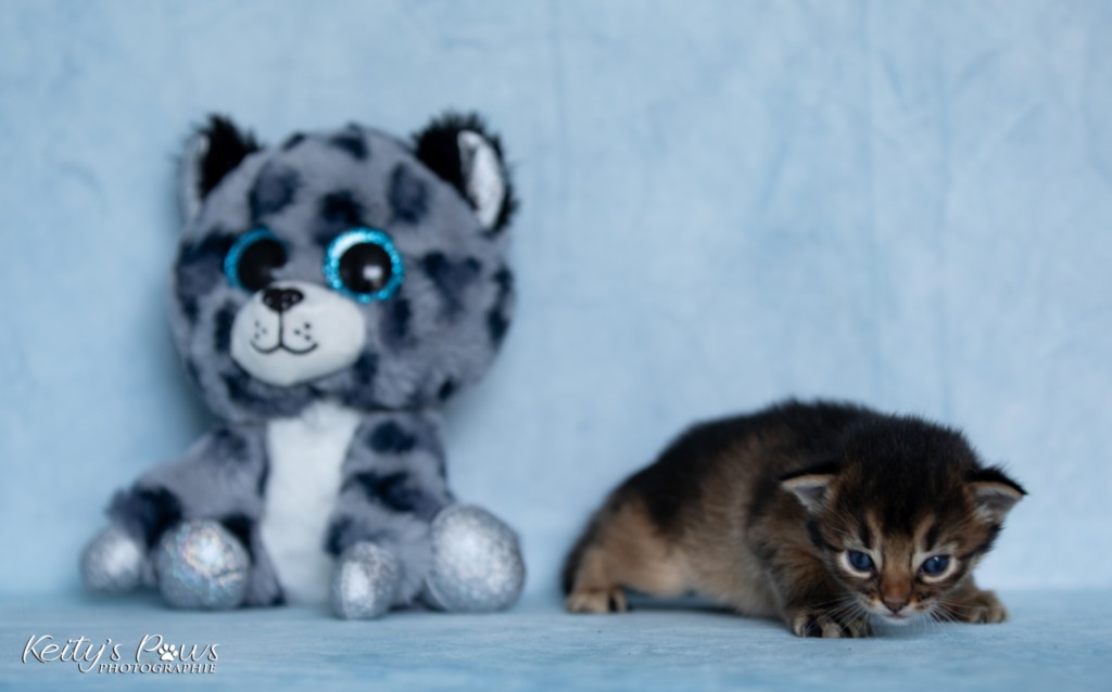 Athor-Mapel 2 Semaines