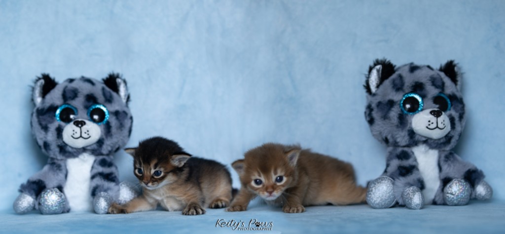 Athena-Abigail & Athor-Mapel 2 Semaines