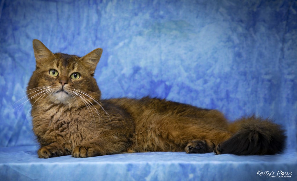 Teegän Morningstar 4 ans