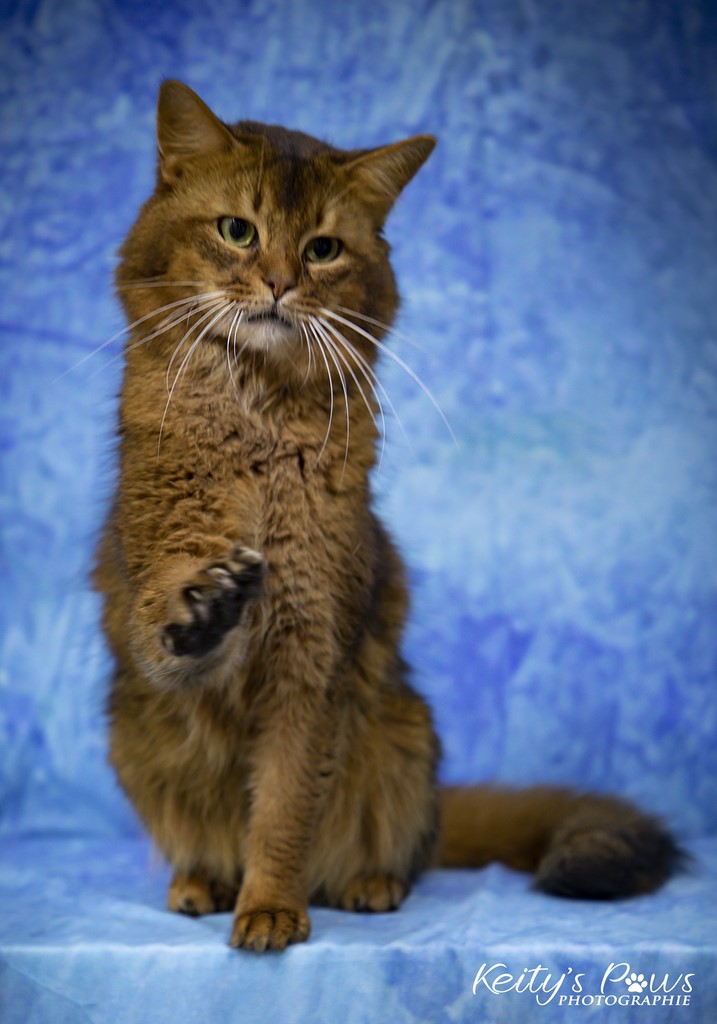 Teegän Morningstar 4 ans