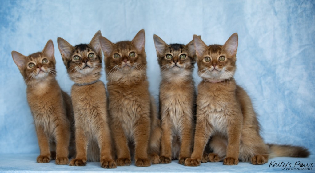 Aveline-Nala,  Amandine Aum,  After-Eight Minty , Azuki-Māui, Amaretto-Aegon 3 Mois