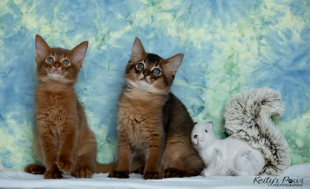 Yôkaï  "Sekiro" &  Zenkō "Teto"  2 Mois