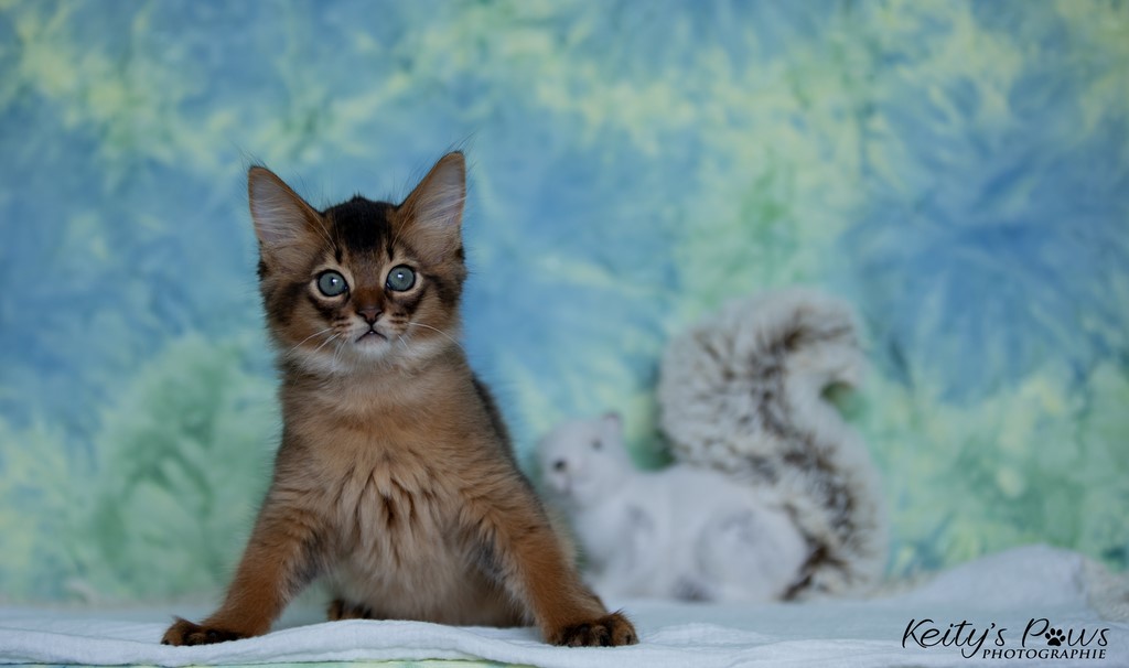 Yôkaï  "Sekiro"  2 Mois