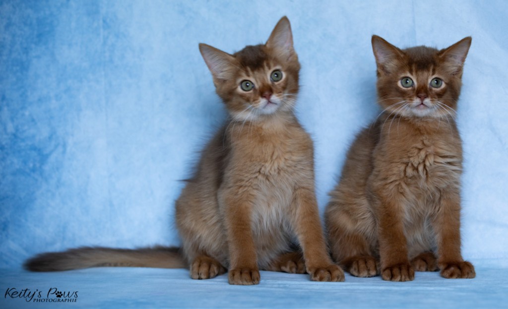 Ashka-Ayrton & Asthur-Achille 2 Mois