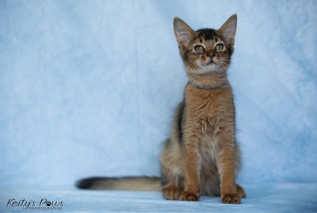  Amaretto-Aegon  3 Mois