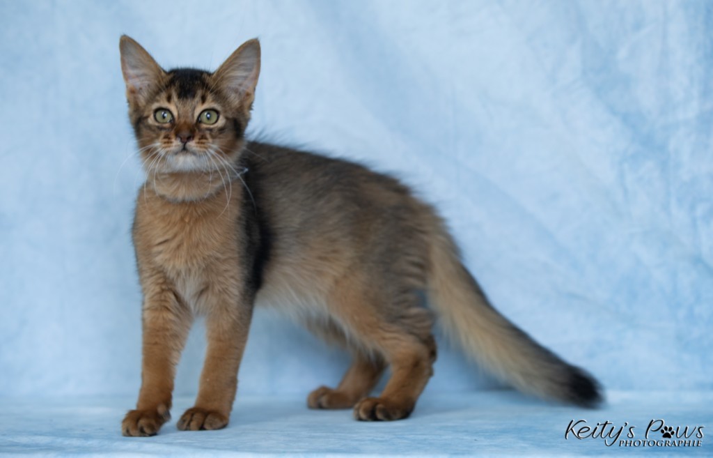  Amaretto-Aegon  3 Mois