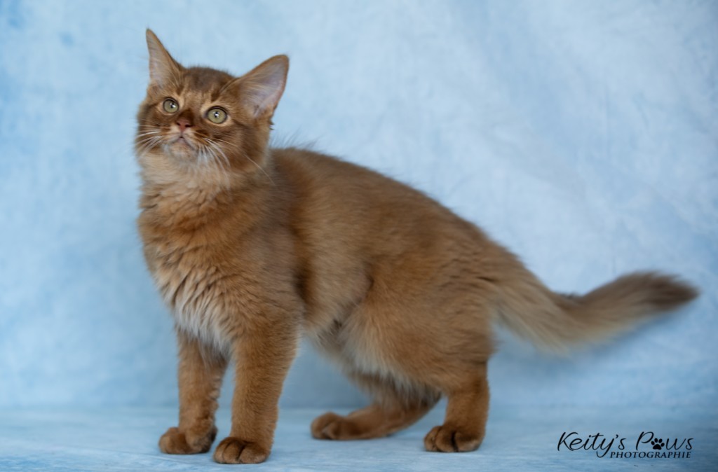  After-Eight MintyAmandine Aum,  Amaretto-Aegon Aveline-Nala 3 Mois