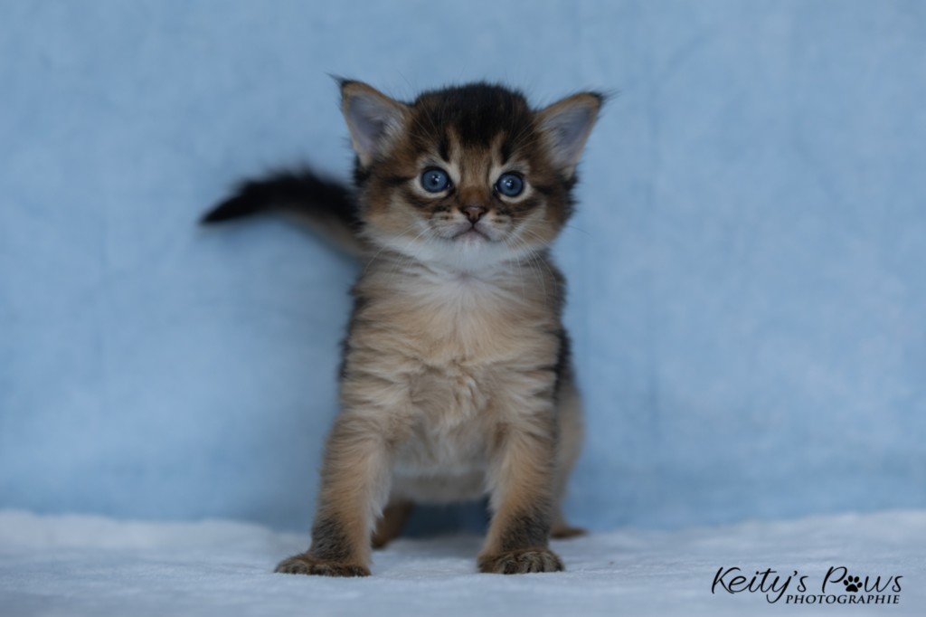  Athor-Mapel 3 Semaines