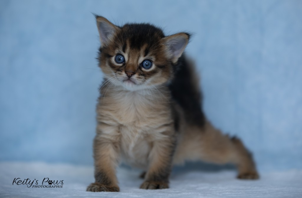   Athor-Mapel 3 Semaines