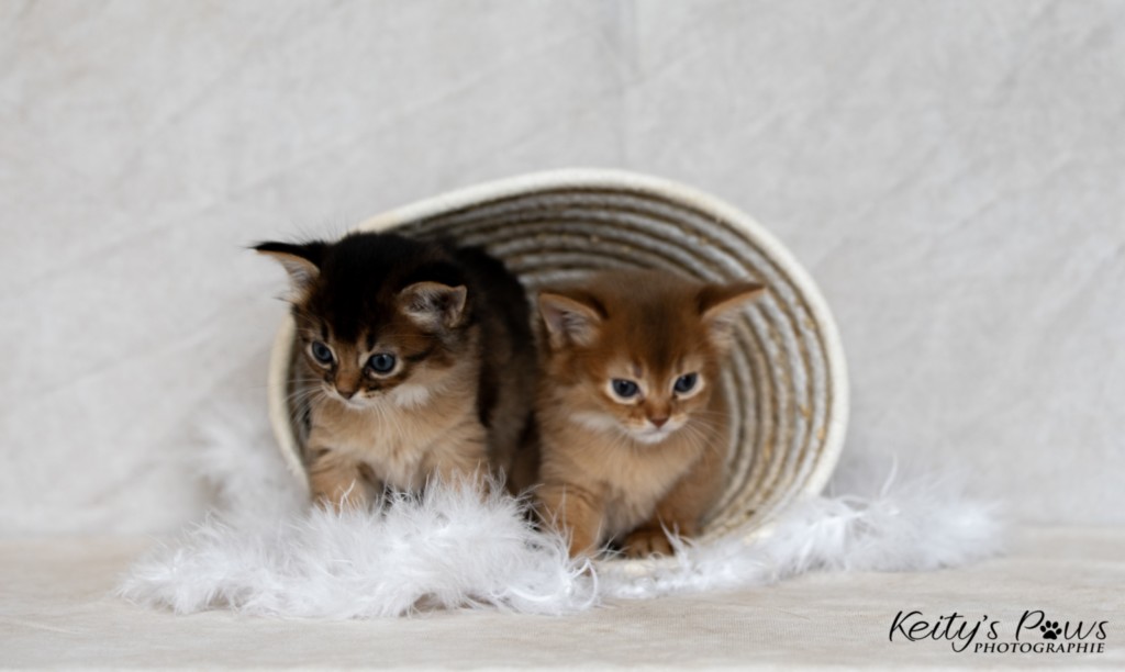 Athena-Abigail & Athor-Mapel 1 Mois