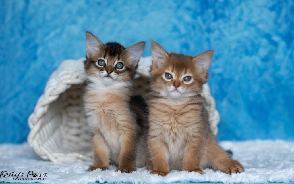 Athena -Abigail & Athor-Mapel  1 Mois