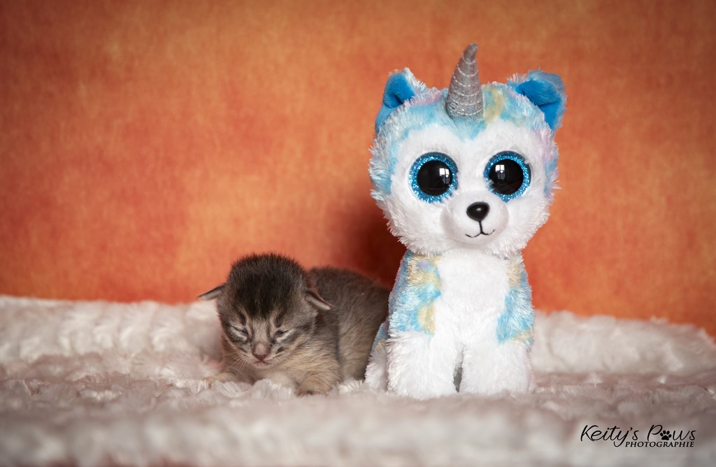 Thor Tharan 1 Semaine