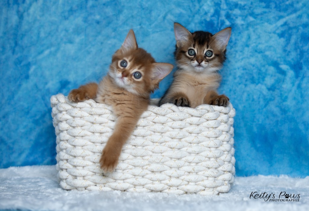 Athena -Abigail & Athor-Mapel  1 Mois