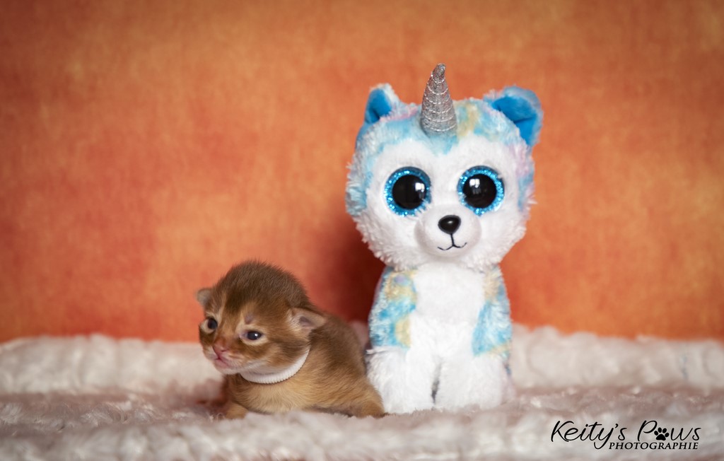 Titania Rose 1 Semaine