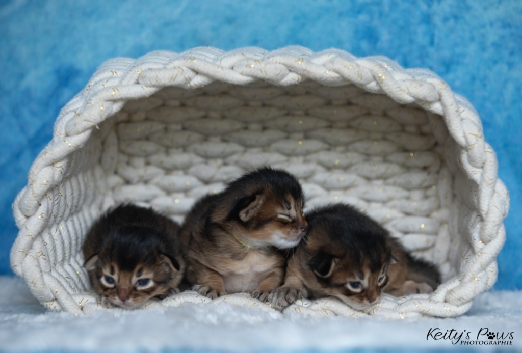 A.... Collier Vert   A.... Collier bleu   A.... Collier Jaune  1 Semaine