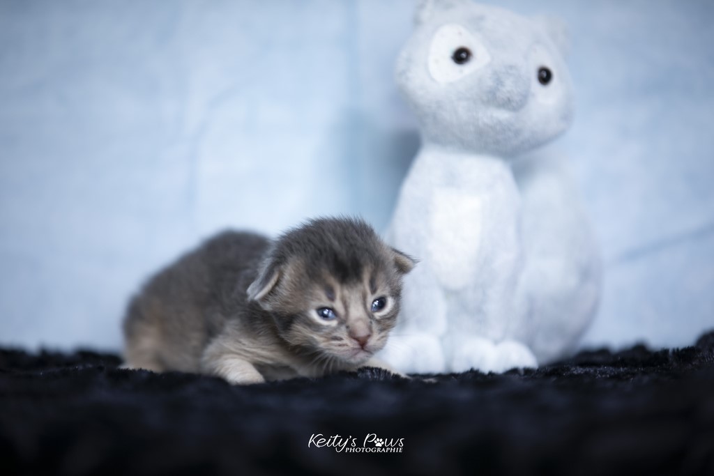 Thor Tharan 2 Semaines