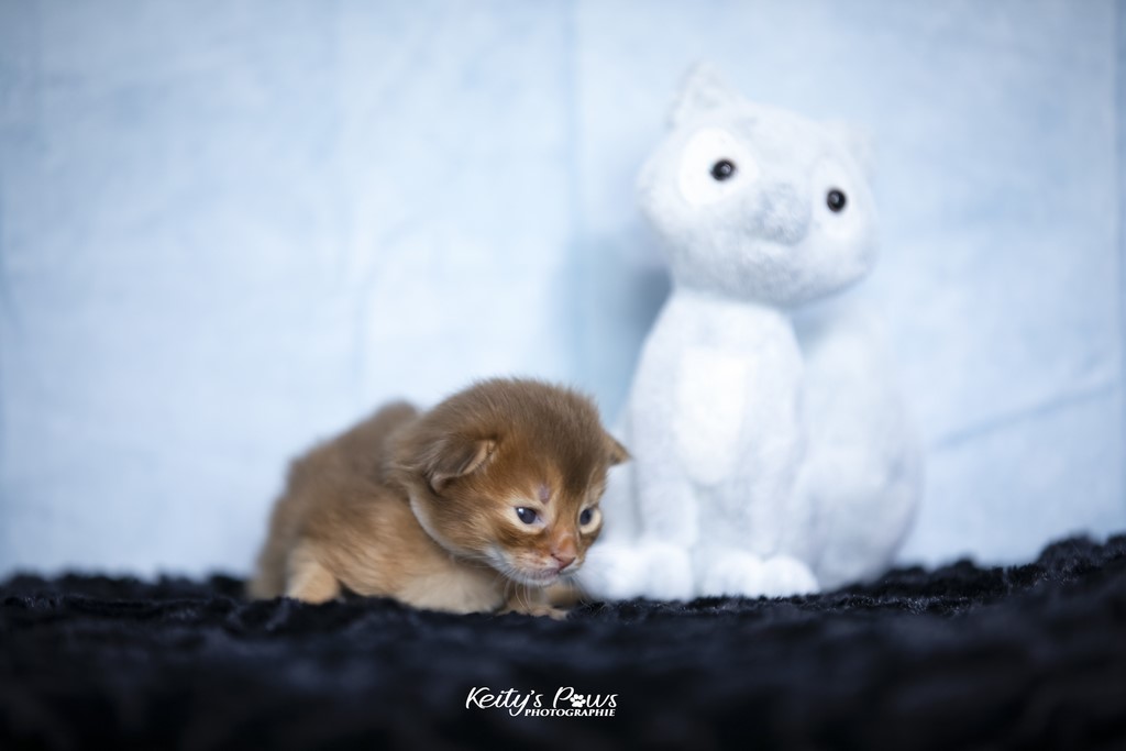 Titania Rose 2 Semaines