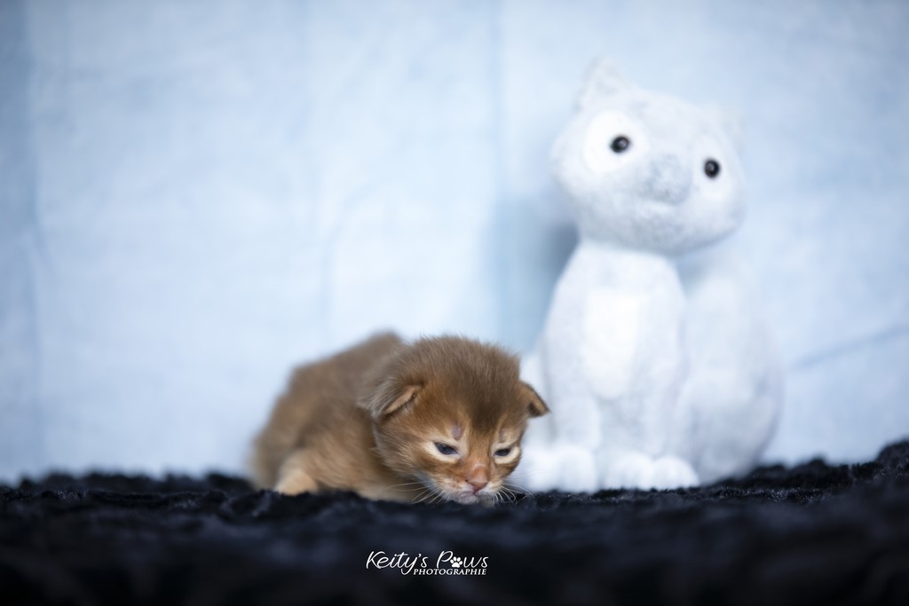 Titania Rose 2 Semaines