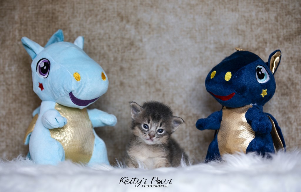 Thor Tharan 3 Semaines