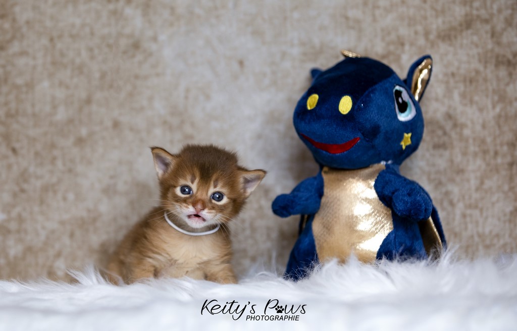 Titania Rose 3 Semaines