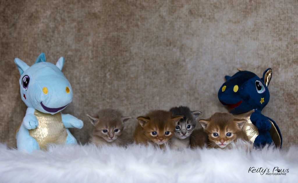 Thia Thena Thor Titania 3 Semaines