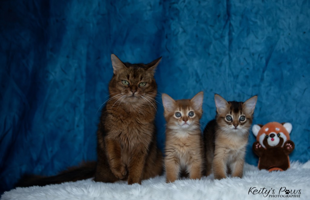 Athena -Abigail & Athor-Maple  2 Mois