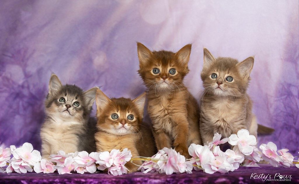 Thia Thena Thor Titania 1 Mois