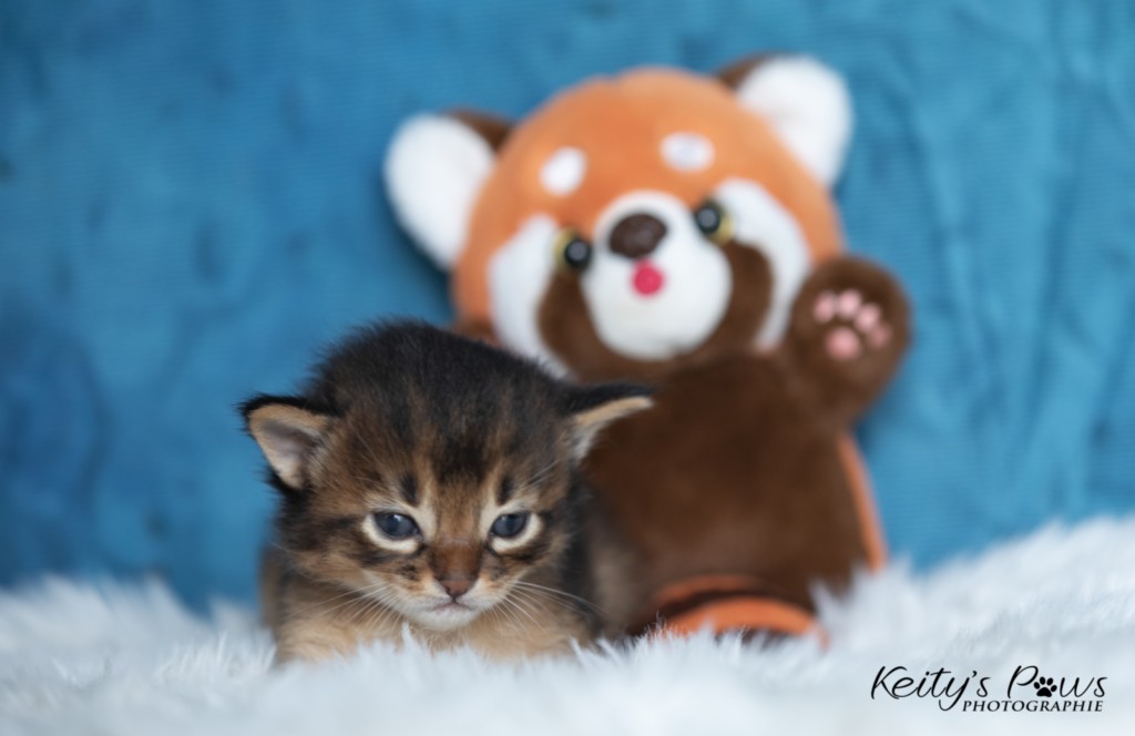 Ash-.... (vert)  2 Semaines