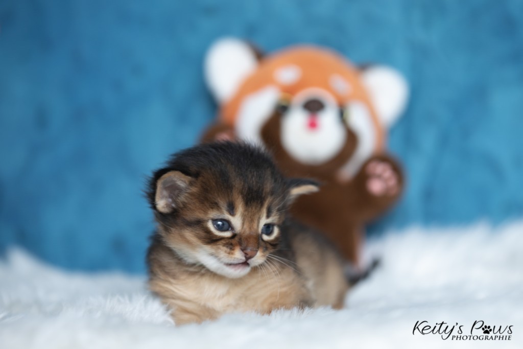 Ash-.... (vert)  2 Semaines