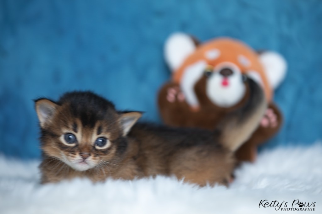 Adara-... (jaune) 2 Semaines