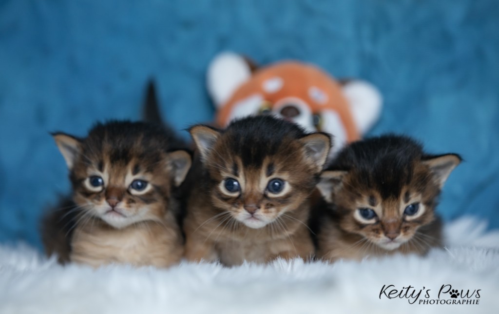 Ash-.... (vert) & Aegnor-Azur (bleu) & Adara-... (jaune) 2 Semaines 