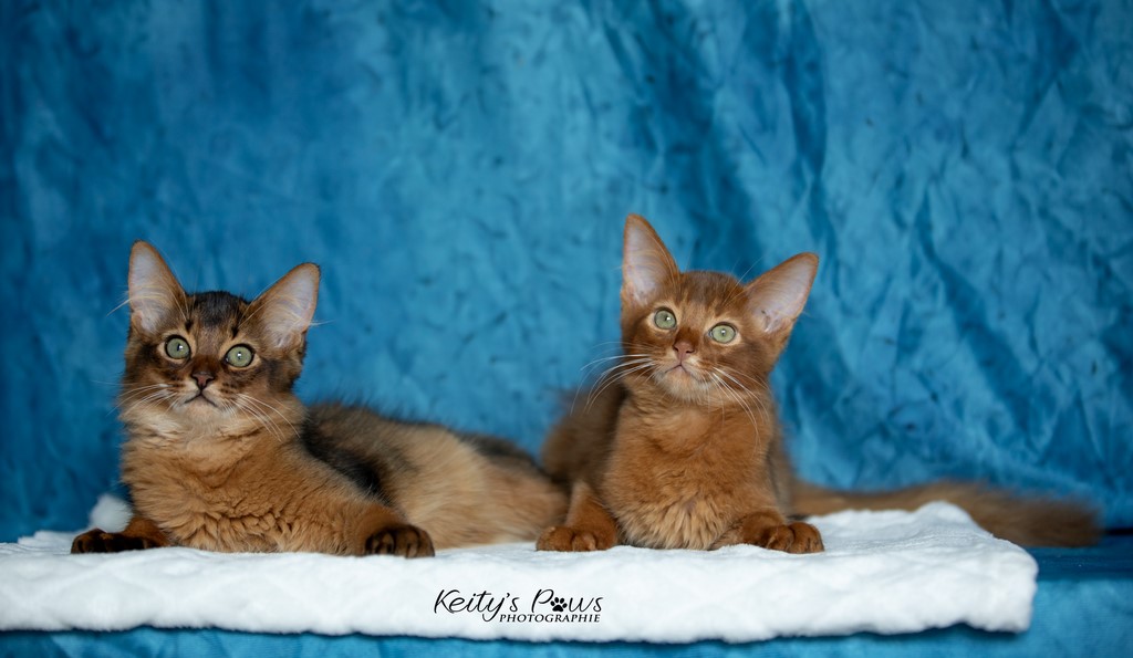 Yôkaï  "Sekiro" &  Zenkō "Teto"  3 Mois