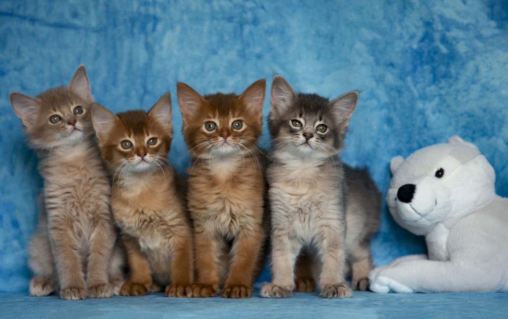 Thia Titania Rose Thena Thor Tharan 2 Mois