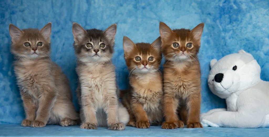 Thia Thor Tharan Titania Rose Thena  2 Mois